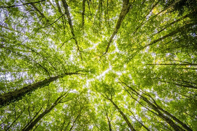 A Importância Do Meio Ambiente